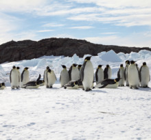 Melting Sea Ice Threatens Emperor Penguins, Study Finds
