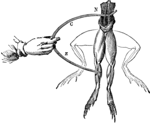 A drawing of Luigi Galvani's famous experiment in which he used electrodes to activate muscles in the legs of a dead frog. The electricity caused the legs to jump as if the frog were still alive.